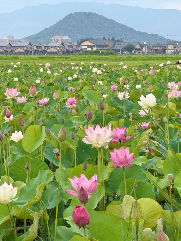藤原宮跡ハナハス開花状況